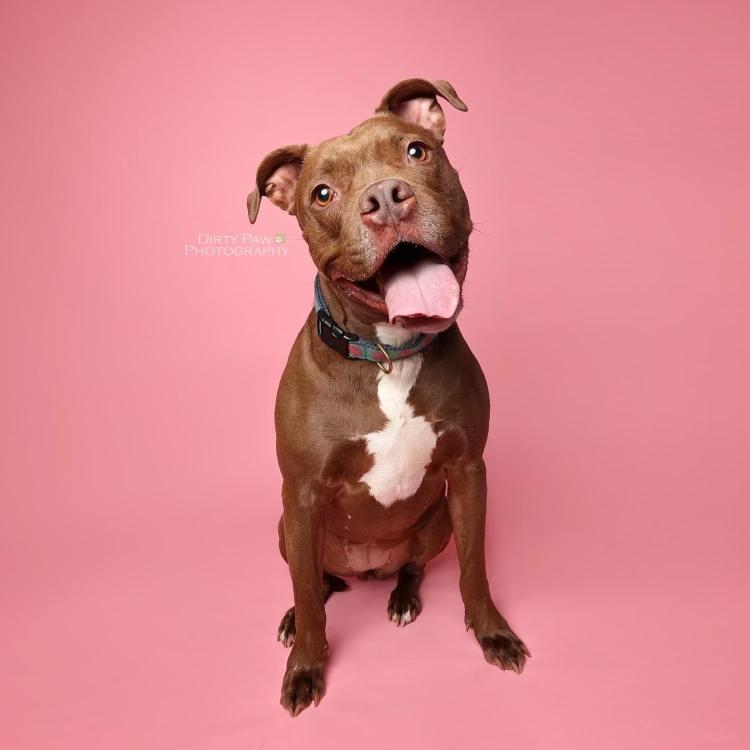 Cass, a Adoptable Pit Bull Terrier in Columbia, MD image 2/6