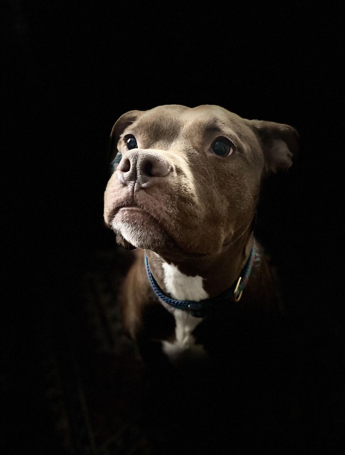 Cass, a Adoptable Pit Bull Terrier in Columbia, MD image 3/6