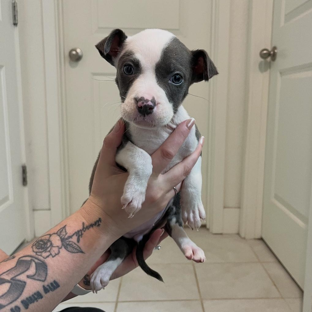 Jigglepuff, adopted, Puppy Female Staffordshire Bull Terrier.