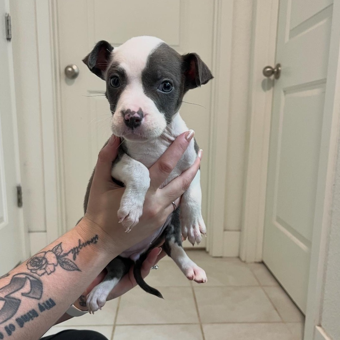 Enlarge Jigglepuff, an adopted mixed breed in Lodi, CA image 2/2