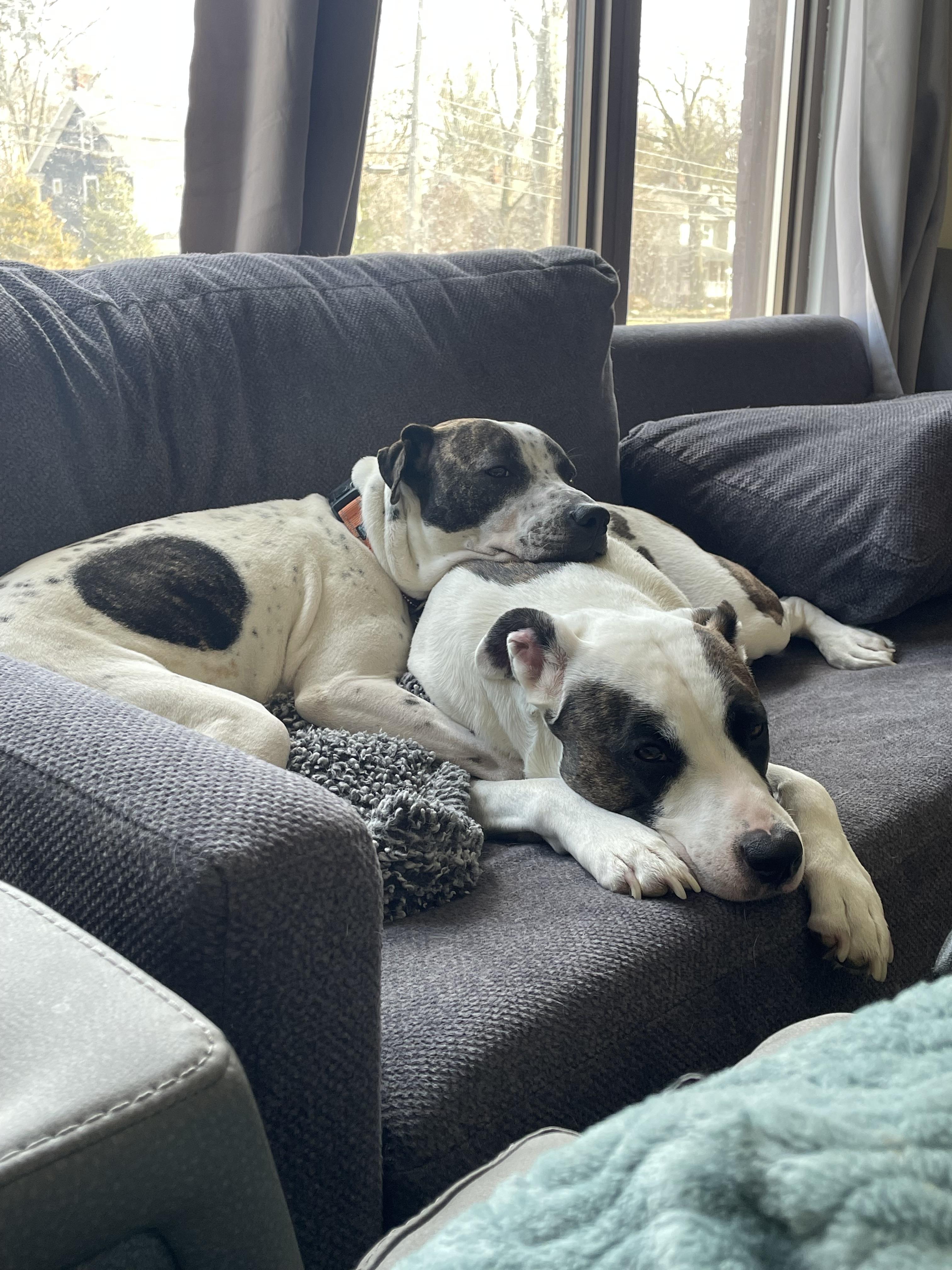 Birdie, a ADOPTABLE mixed breed in Cleveland, OH image 5/5