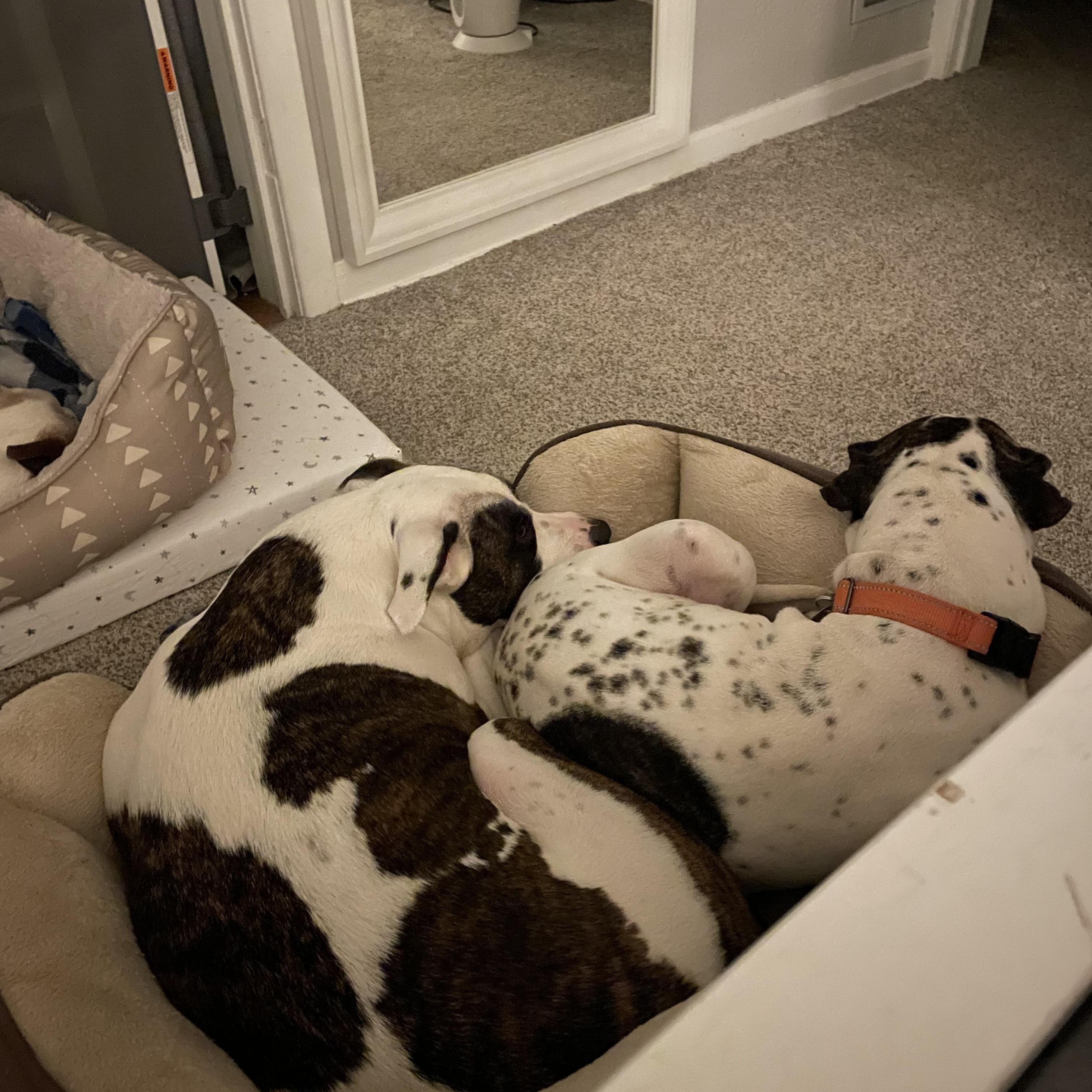 Birdie, a ADOPTABLE mixed breed in Cleveland, OH image 4/5