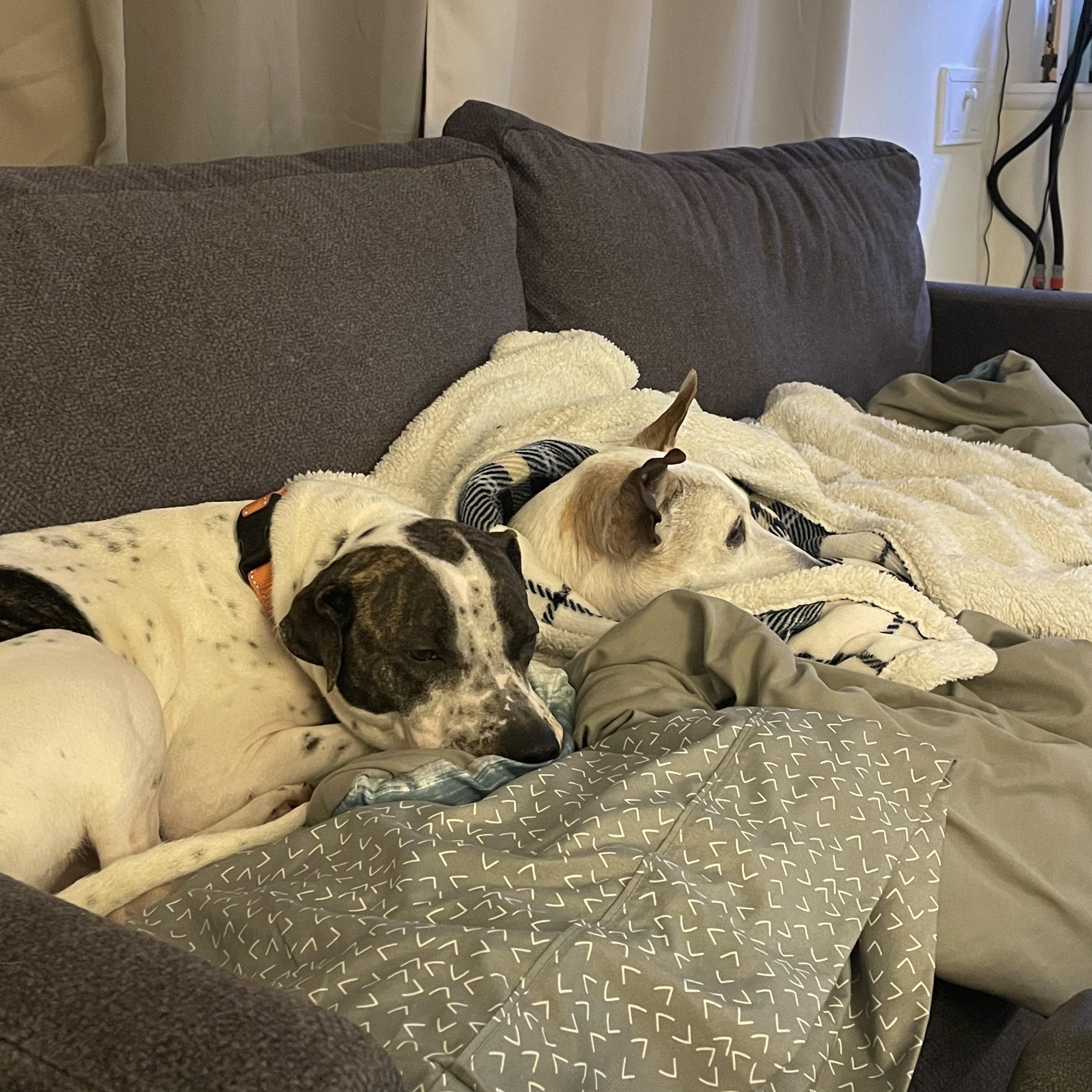 Birdie, a ADOPTABLE mixed breed in Cleveland, OH image 3/5