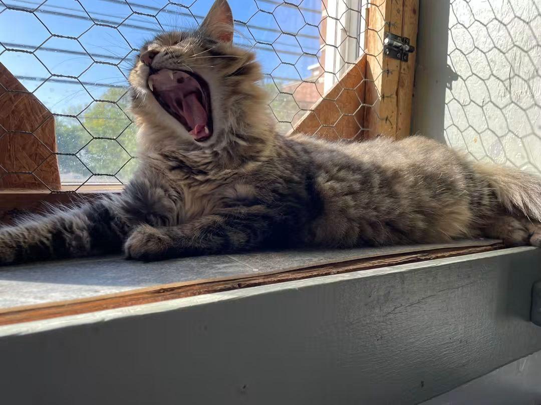 Enlarge Spud, a Adoptable Domestic Long Hair in Montreal, QC image 2/3