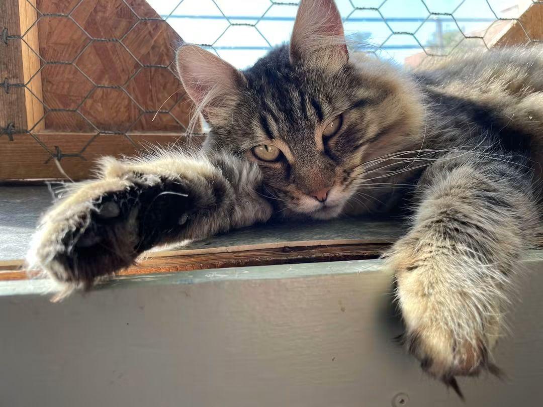 Enlarge Spud, a Adoptable Domestic Long Hair in Montreal, QC image 3/3