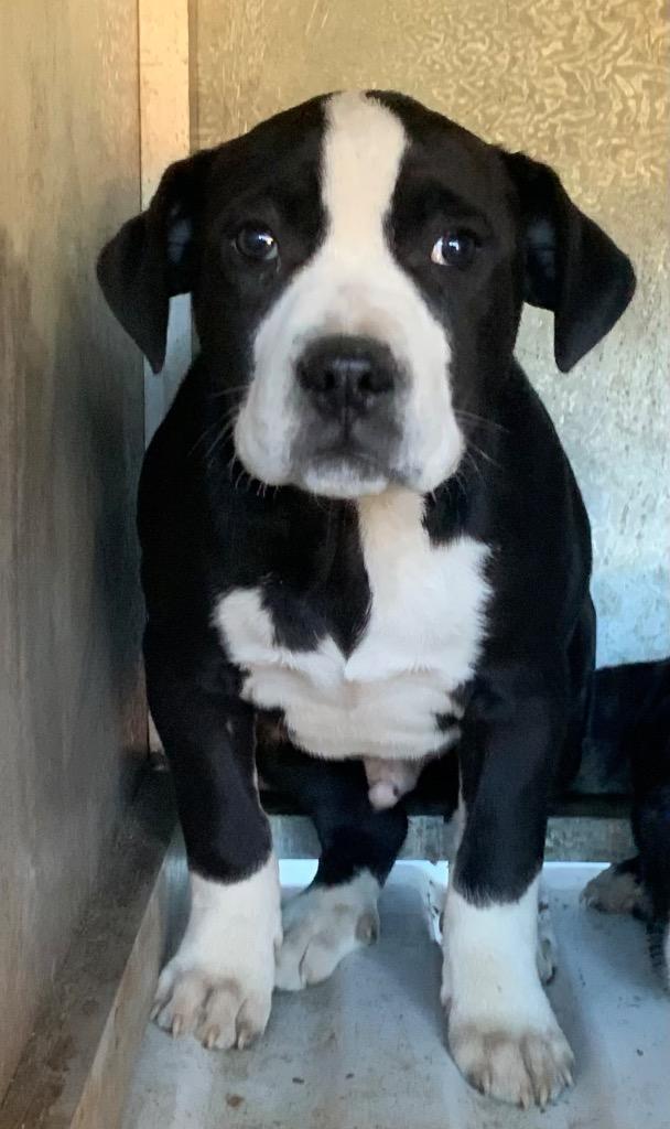 Skyler, Adoptable, Young Male Mixed Breed.