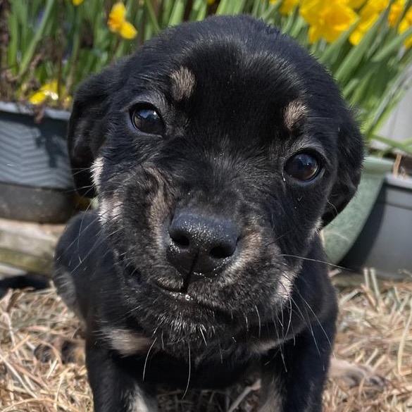 Maggie May, adopted, Puppy Female English Bulldog & Golden Retriever.