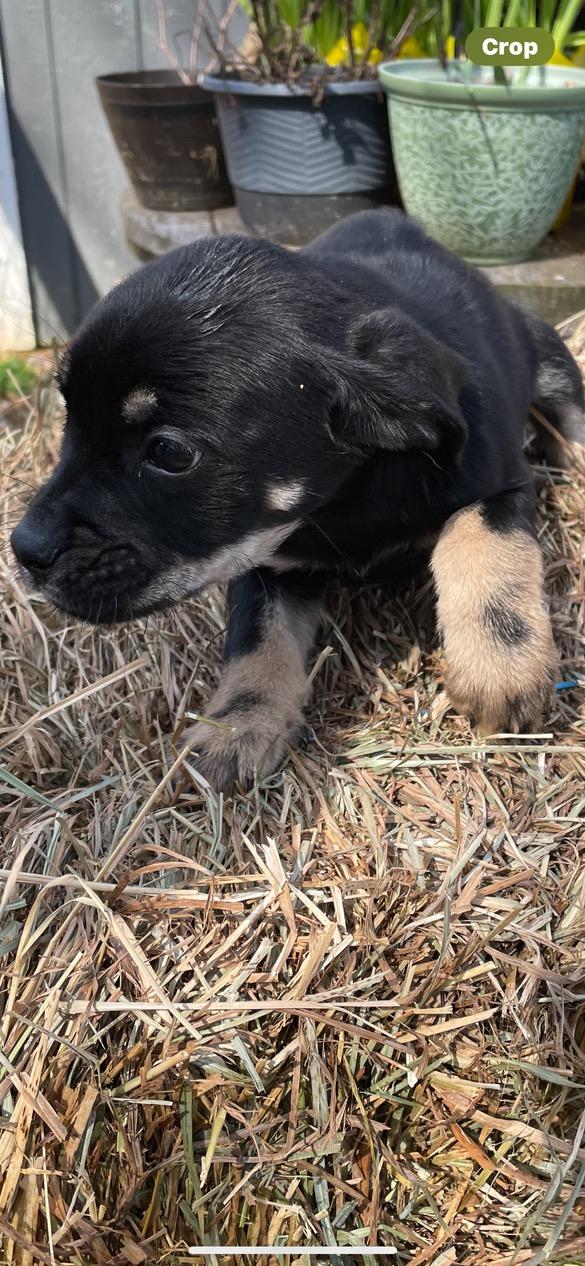 Enlarge Maggie May, an adopted mixed breed in Lincoln University, PA image 2/2