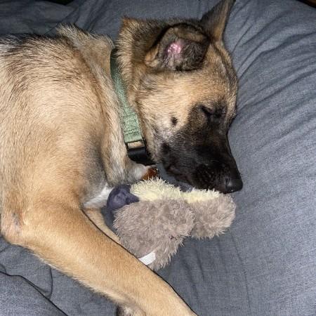 Enlarge Mila (fka Andie), a Adoptable mixed breed in Van Horne, IA image 1/6