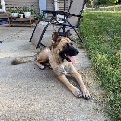 Enlarge Mila (fka Andie), a Adoptable mixed breed in Van Horne, IA image 2/6