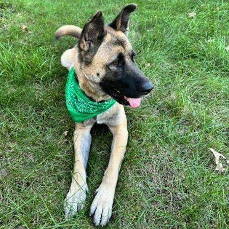 Enlarge Mila (fka Andie), a Adoptable mixed breed in Van Horne, IA image 3/6