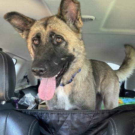 Enlarge Mila (fka Andie), a Adoptable mixed breed in Van Horne, IA image 4/6