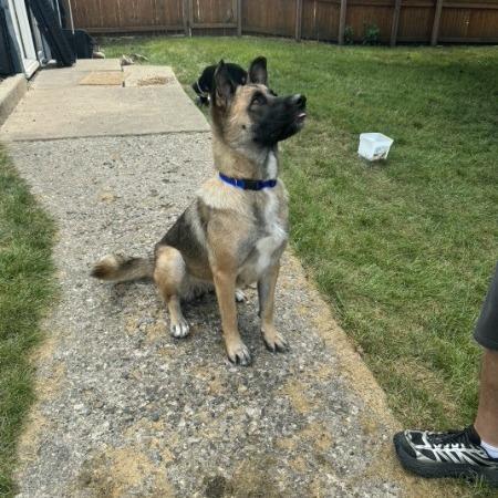 Enlarge Mila (fka Andie), a Adoptable mixed breed in Van Horne, IA image 5/6