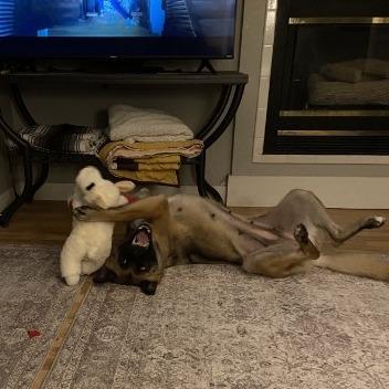Enlarge Mila (fka Andie), a Adoptable mixed breed in Van Horne, IA image 6/6