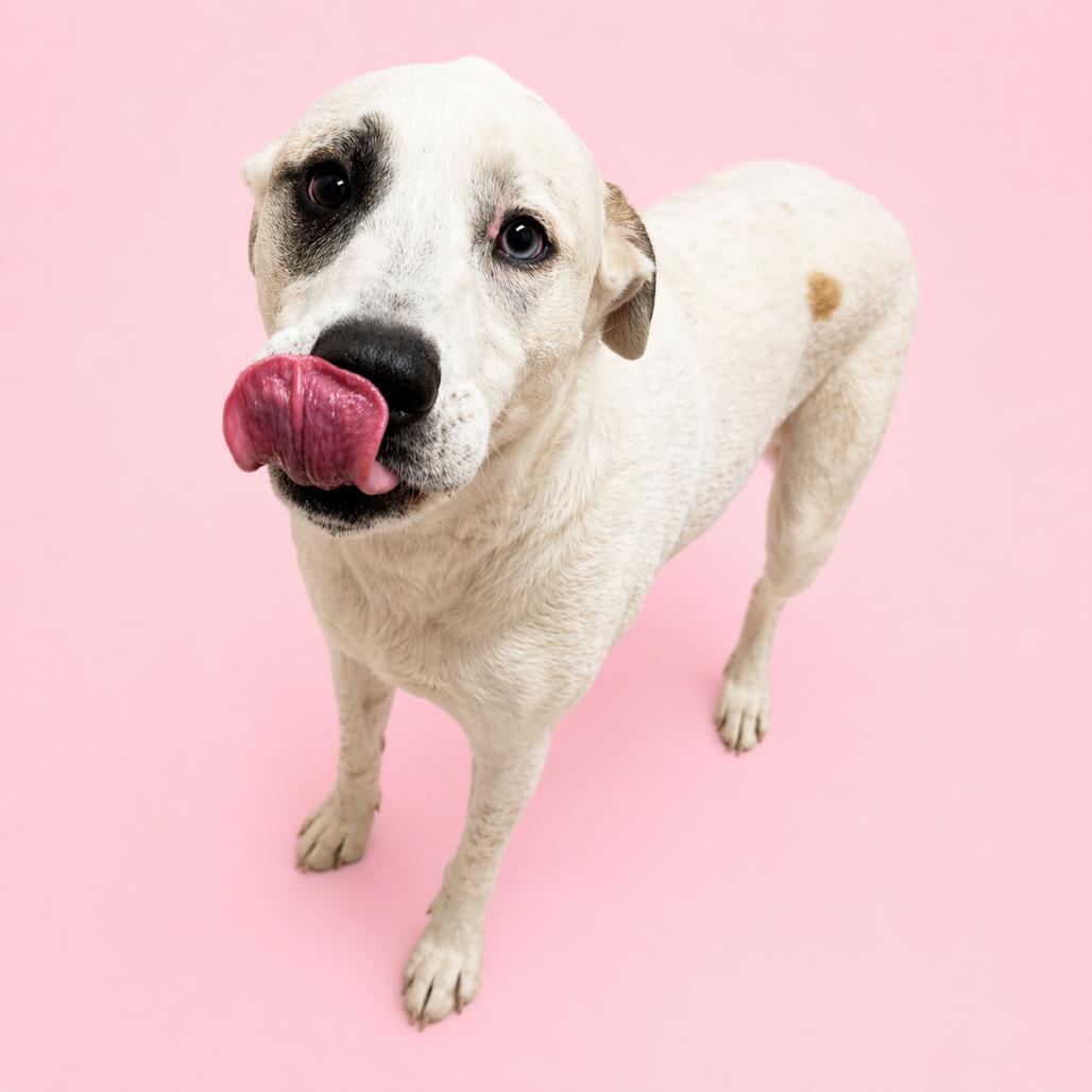 Enlarge Dolly, a Adoptable mixed breed in Concord, NC image 1/2
