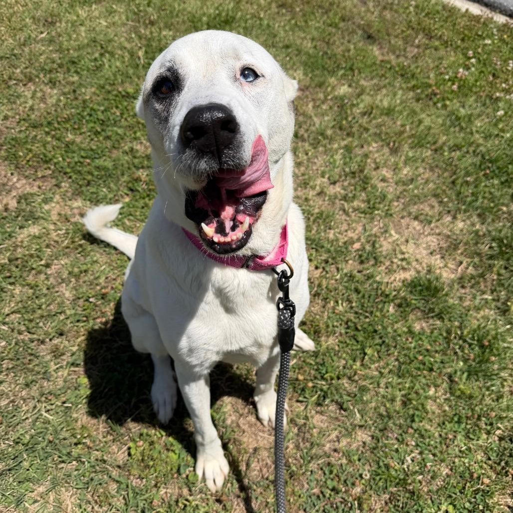 Dolly, a Adoptable mixed breed in Concord, NC image 2/3
