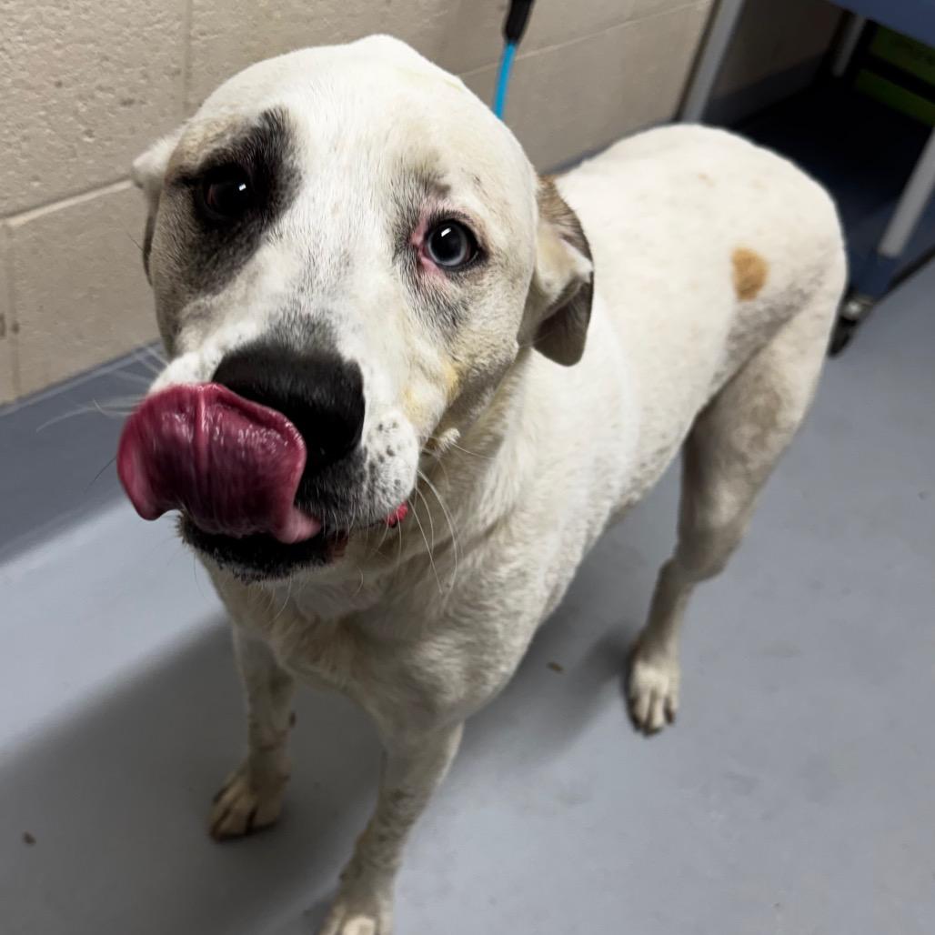Enlarge Dolly, a Adoptable mixed breed in Concord, NC image 2/2