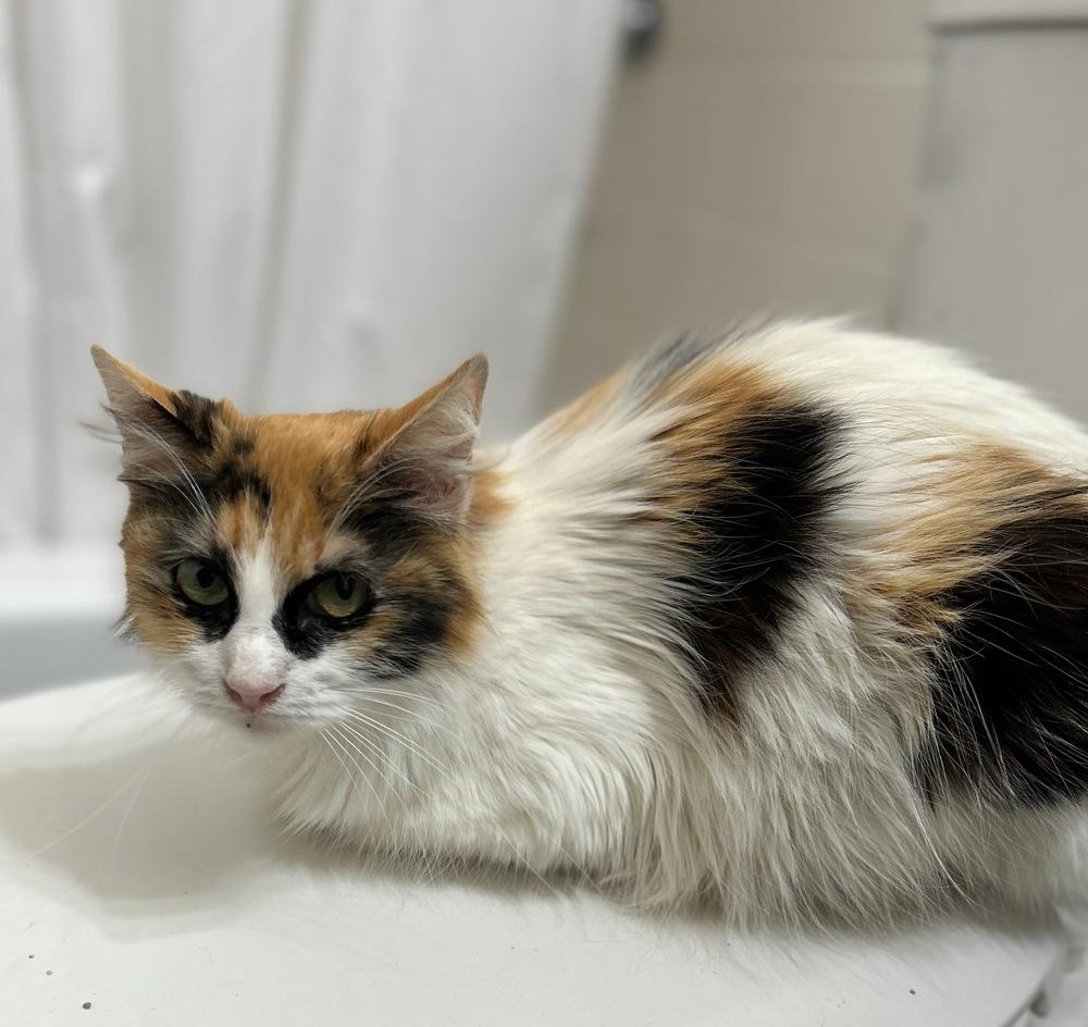 Dr., Adoptable, Adult Female Maine Coon & Domestic Long Hair.