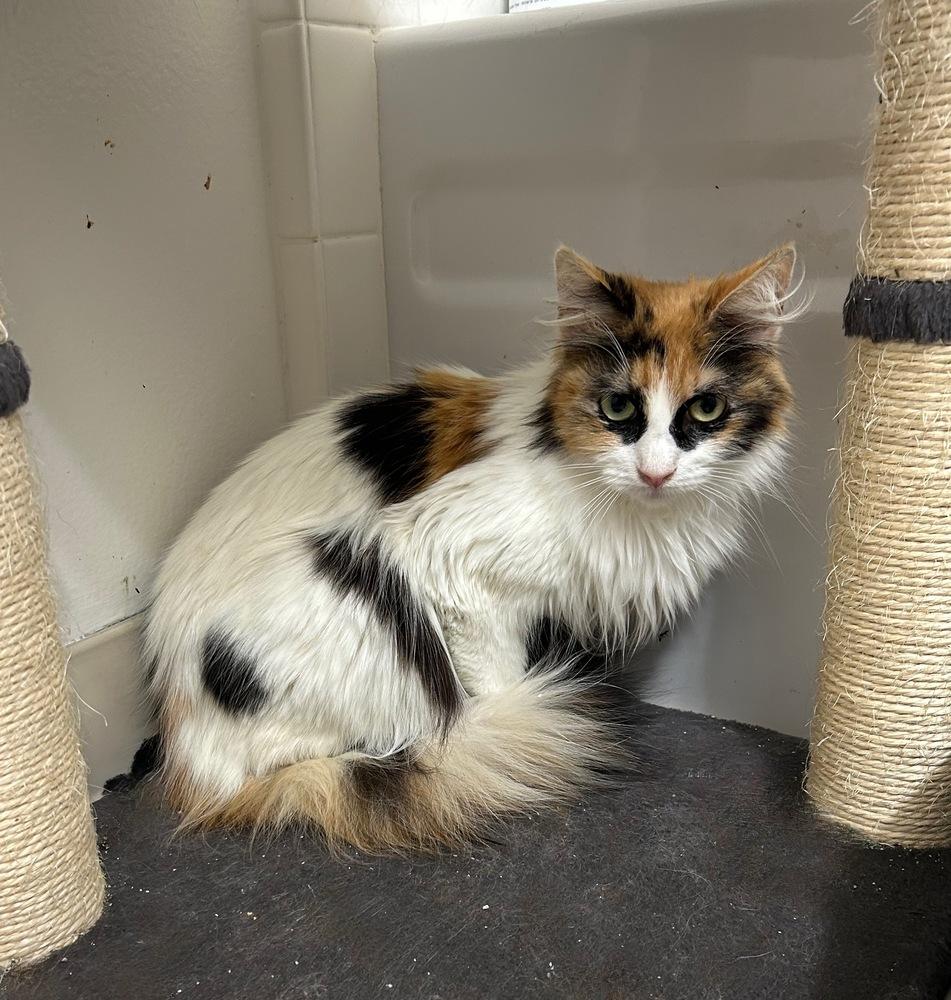 Enlarge Dr., a Adoptable mixed breed in Pacifica, CA image 3/3