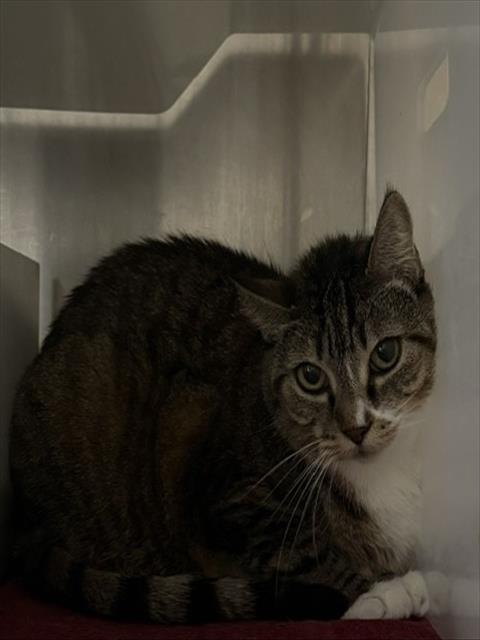 GRACE, Adoptable, Adult Female Domestic Short Hair.