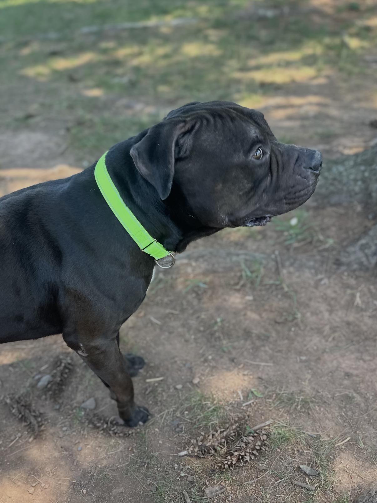 Enlarge Jax, a ADOPTABLE Pit Bull Terrier in Somerset, NJ image 4/4