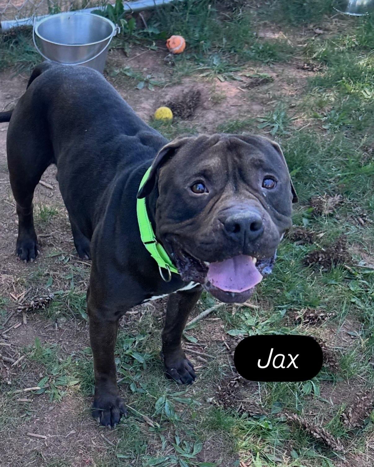 Jax, ADOPTABLE, Adult Male Pit Bull Terrier.