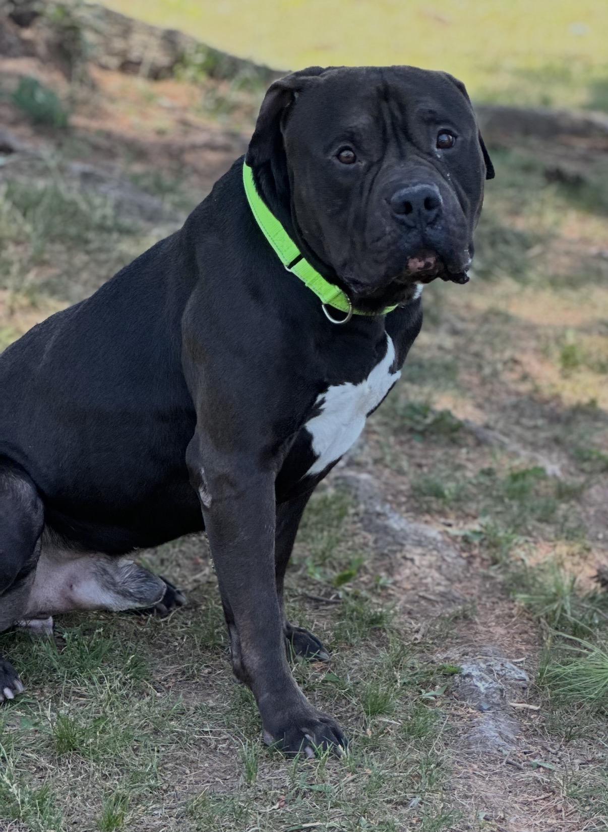 Enlarge Jax, a ADOPTABLE Pit Bull Terrier in Somerset, NJ image 2/4