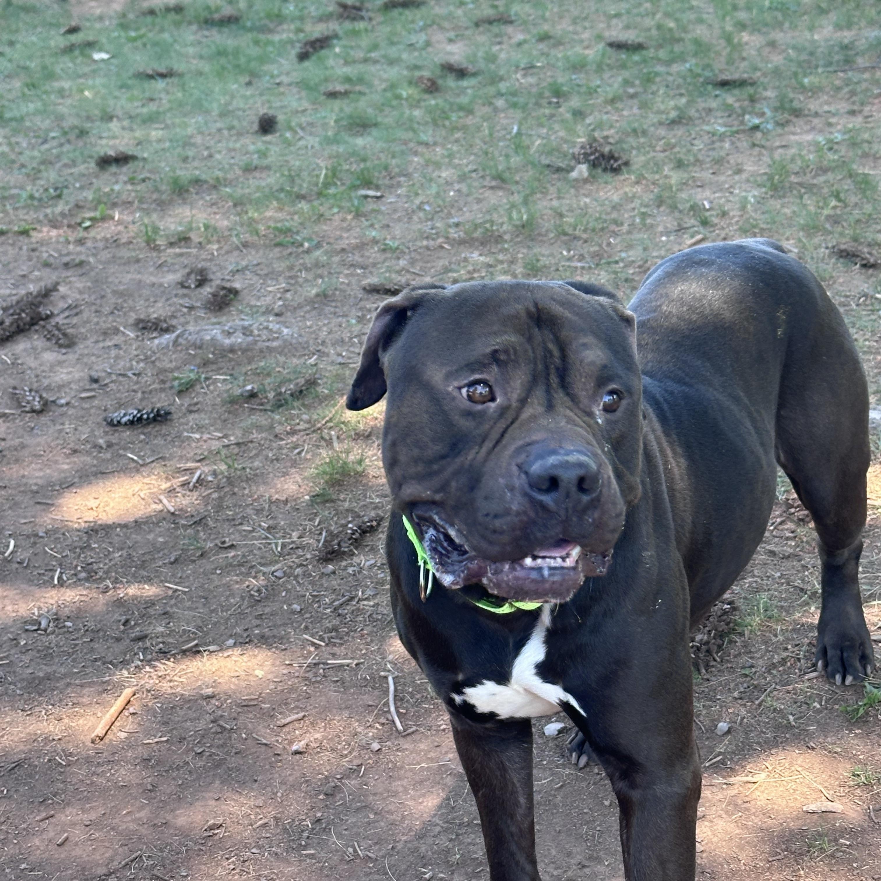 Enlarge Jax, a ADOPTABLE Pit Bull Terrier in Somerset, NJ image 3/4