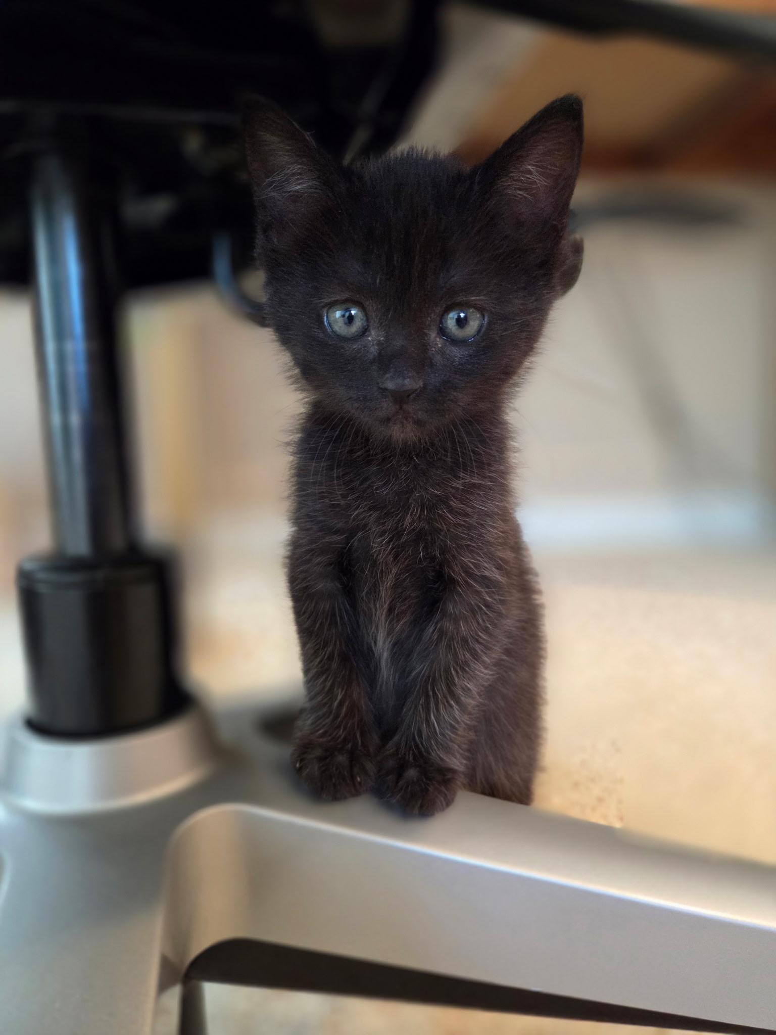 Tiki, adopted, Kitten Female Domestic Medium Hair.