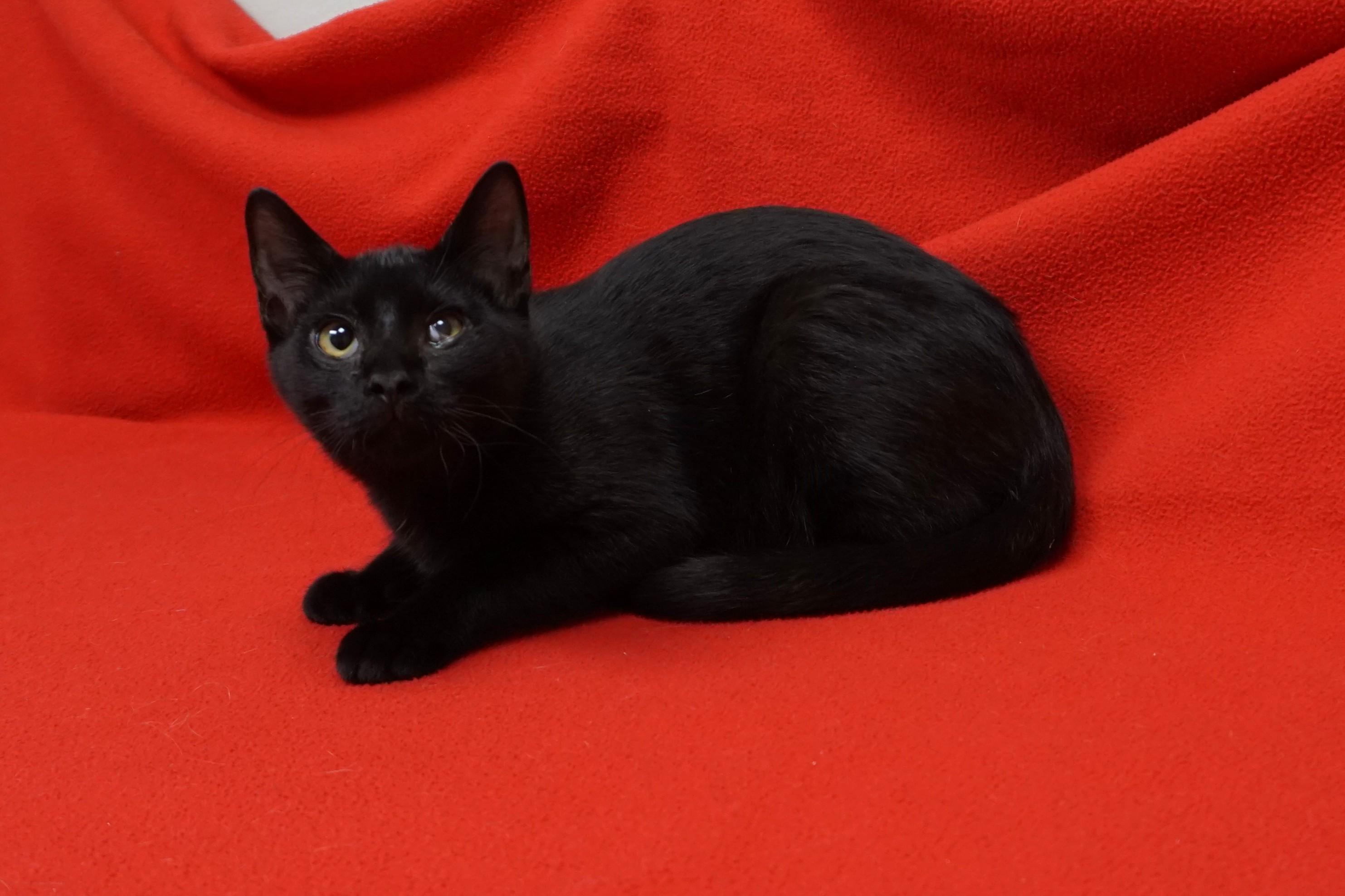 Lil Guy, an adopted Domestic Short Hair in Fountain Hills, AZ image 4/6