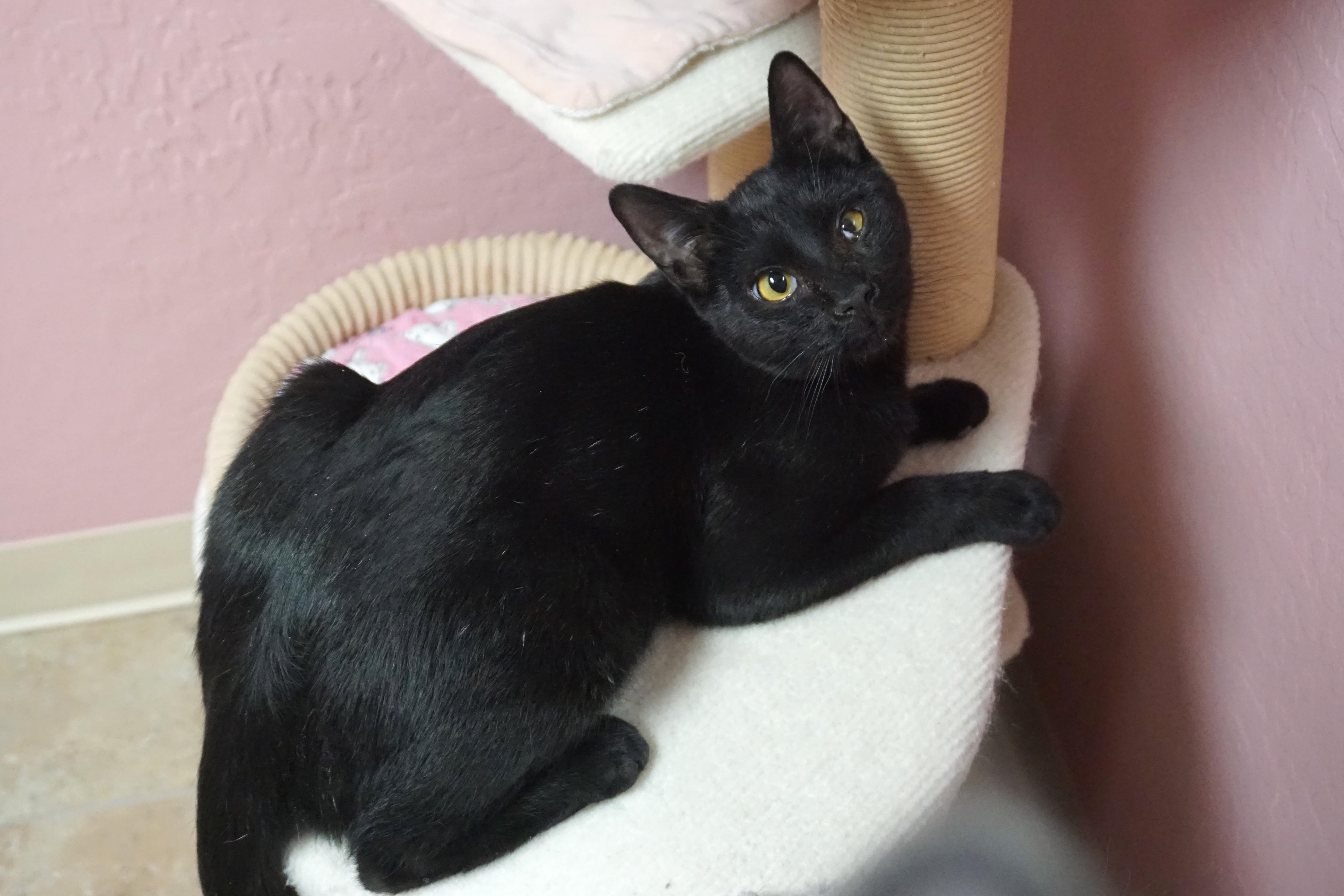 Lil Guy, an adopted Domestic Short Hair in Fountain Hills, AZ image 2/6