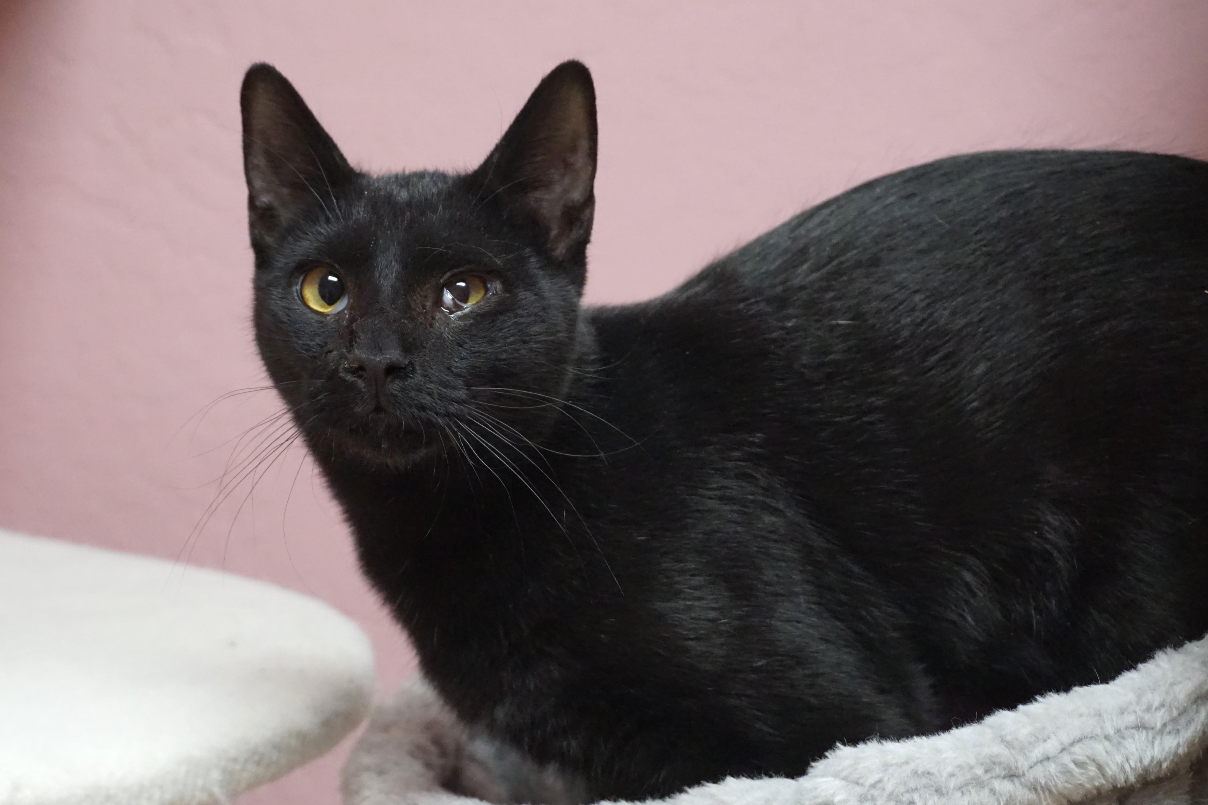 Lil Guy, an adopted Domestic Short Hair in Fountain Hills, AZ image 3/6