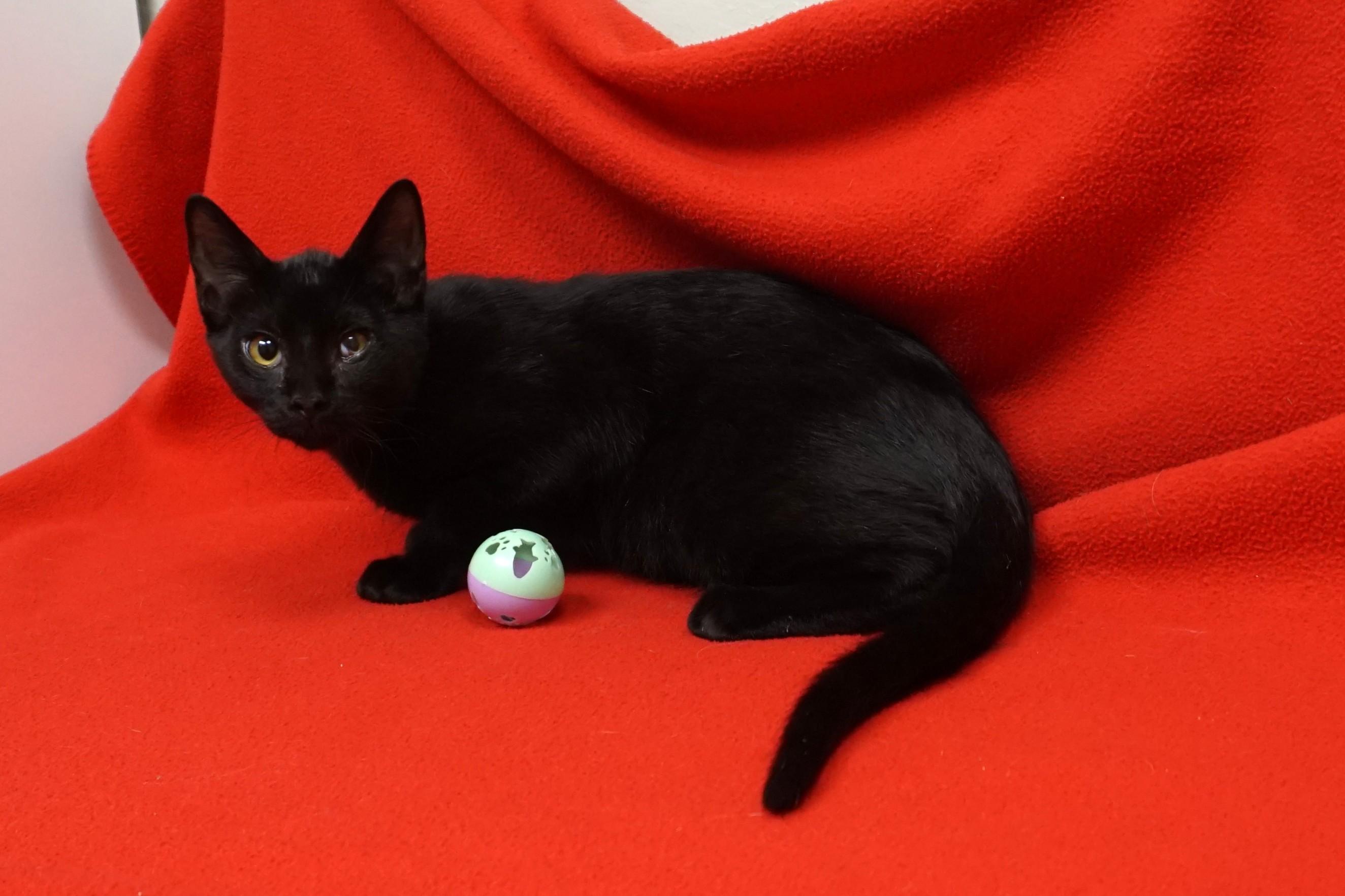 Lil Guy, an adopted Domestic Short Hair in Fountain Hills, AZ image 6/6