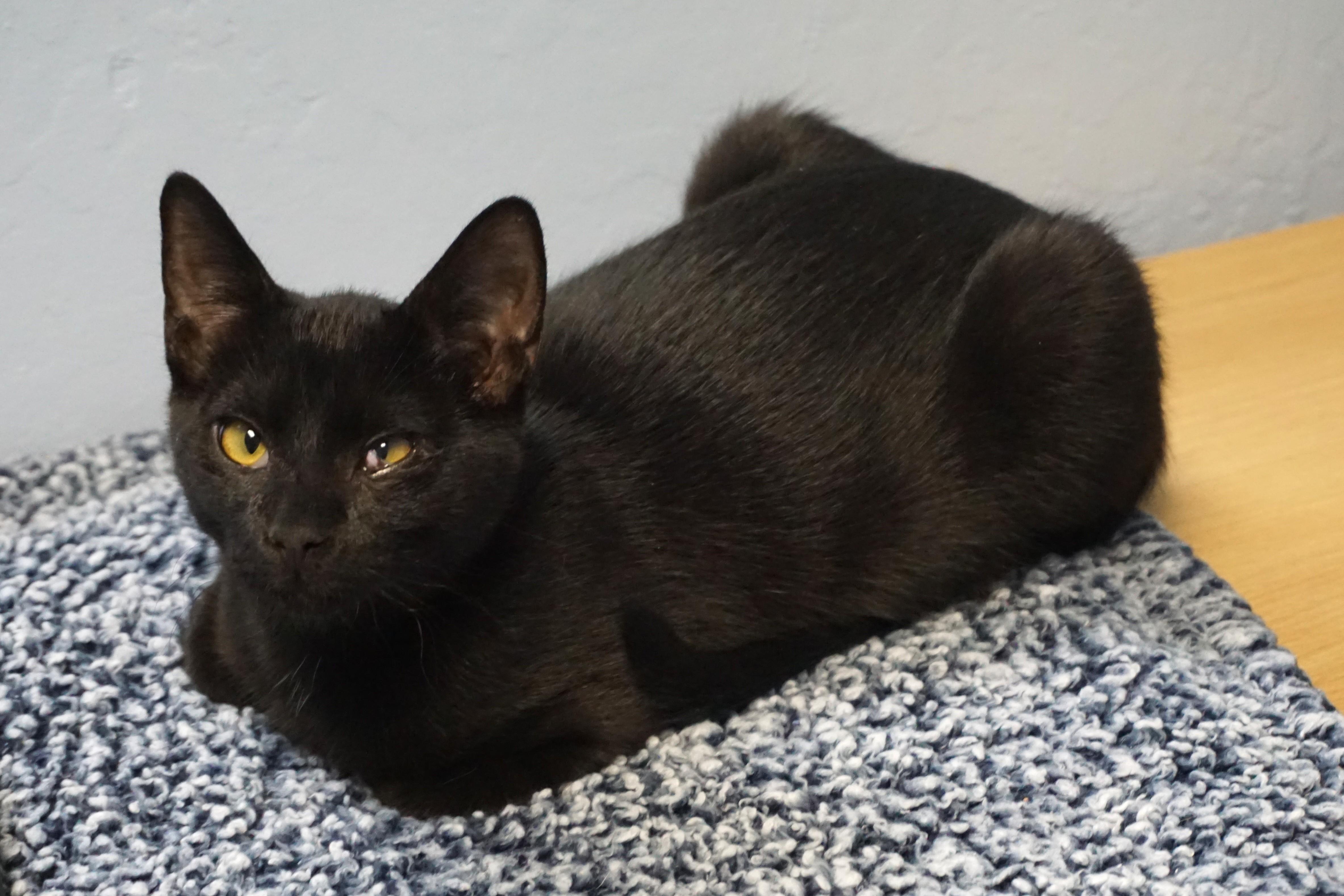 Lil Guy, an adopted Domestic Short Hair in Fountain Hills, AZ image 5/6