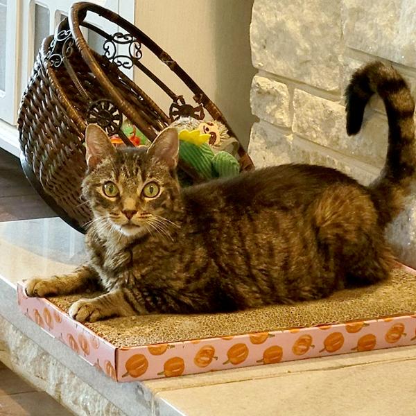 Dolce, Adoptable, Adult Female Domestic Short Hair.