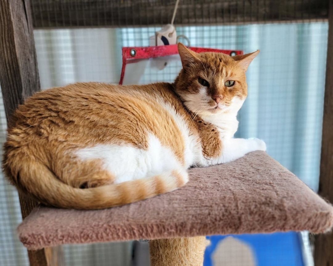 Leo, Adoptable, Adult Male Domestic Short Hair.