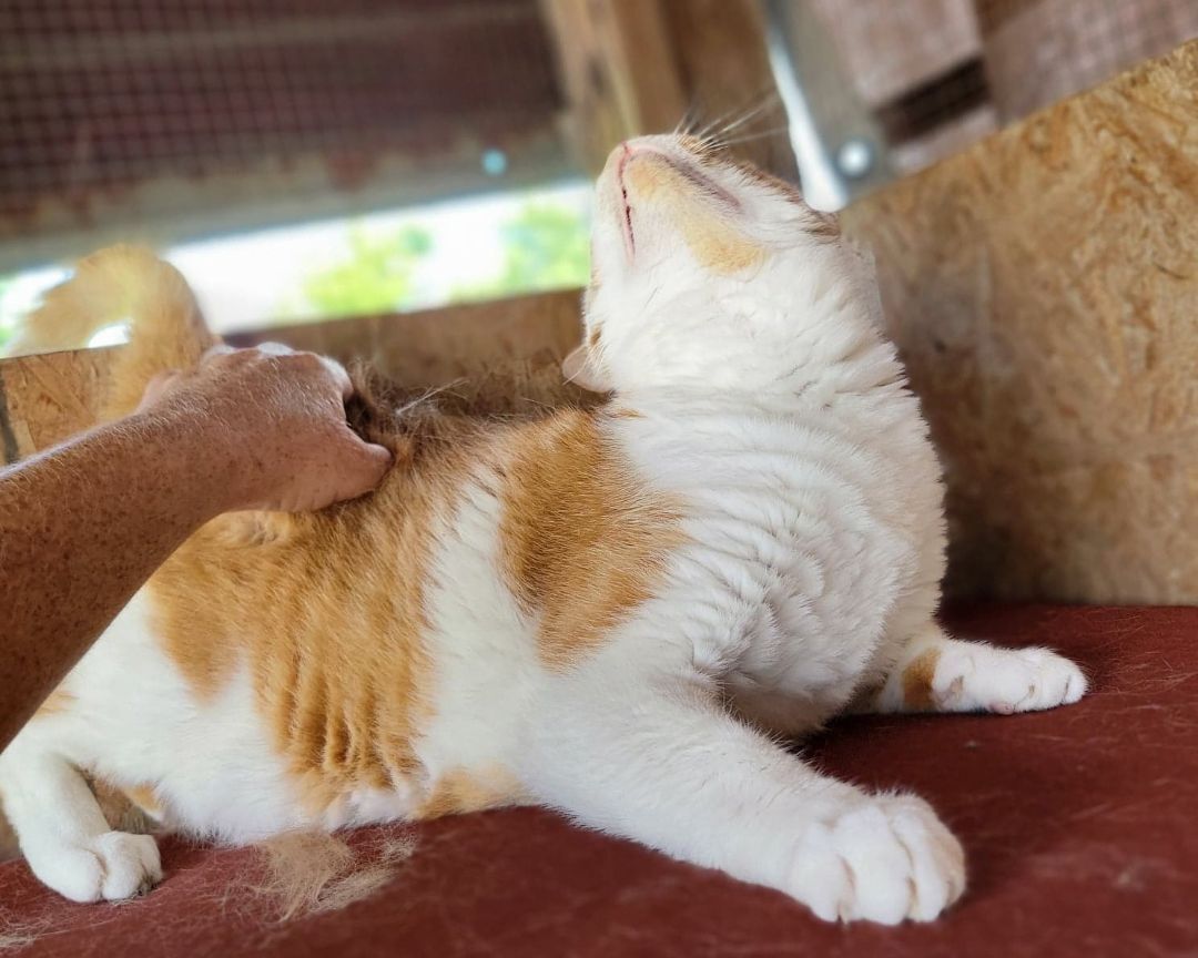 Enlarge Leo, a Adoptable Domestic Short Hair in Anniston, AL image 2/10