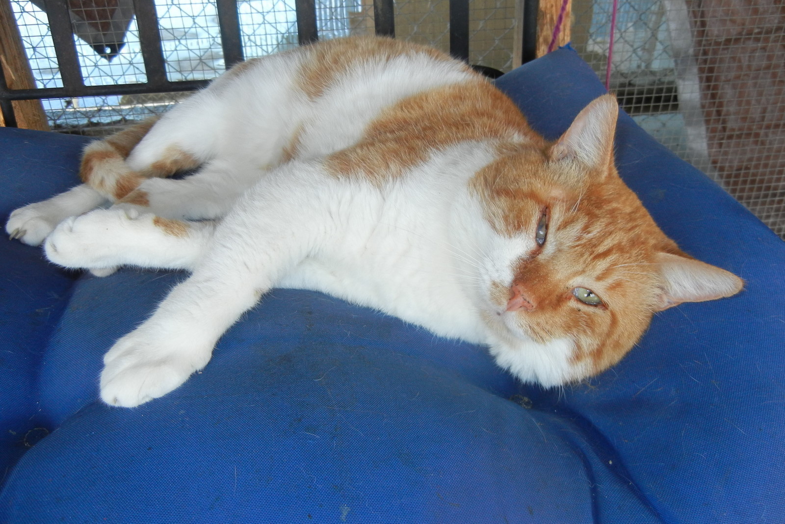 Enlarge Leo, a Adoptable Domestic Short Hair in Anniston, AL image 3/10