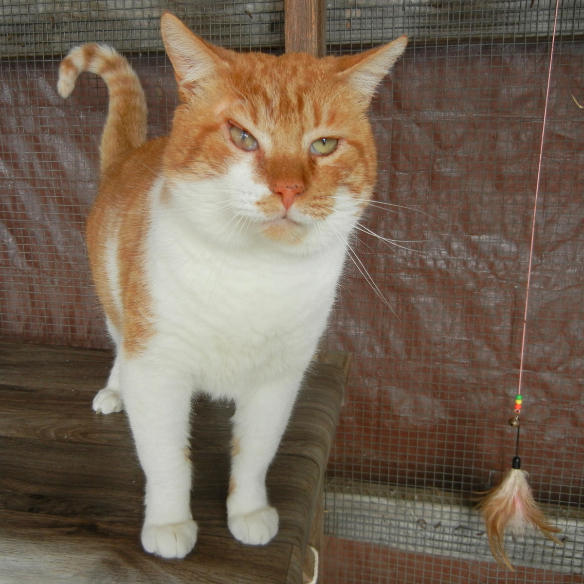 Enlarge Leo, a Adoptable Domestic Short Hair in Anniston, AL image 4/10