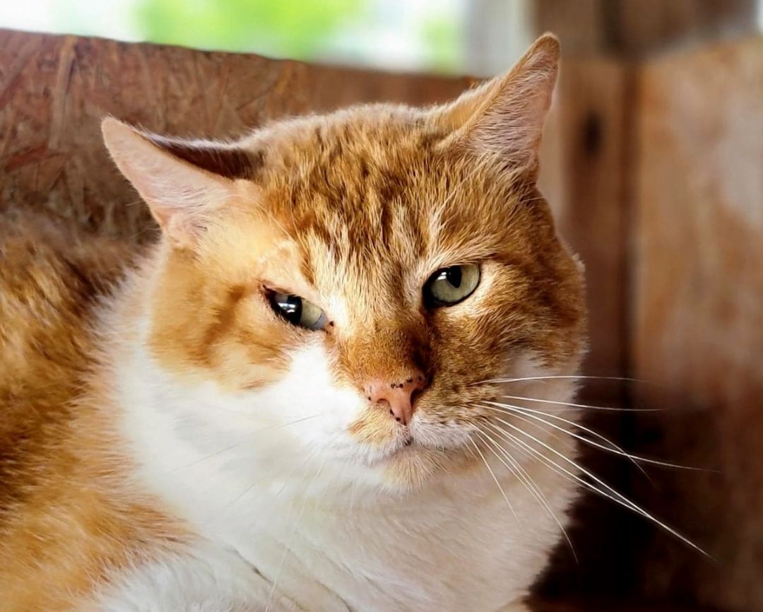 Enlarge Leo, a Adoptable Domestic Short Hair in Anniston, AL image 5/10