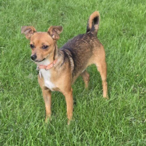Enlarge Ollie, a Adopted mixed breed in Lincolnshire, IL image 1/2