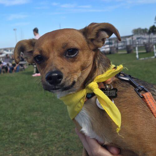 Enlarge Ollie, a Adopted mixed breed in Lincolnshire, IL image 2/2