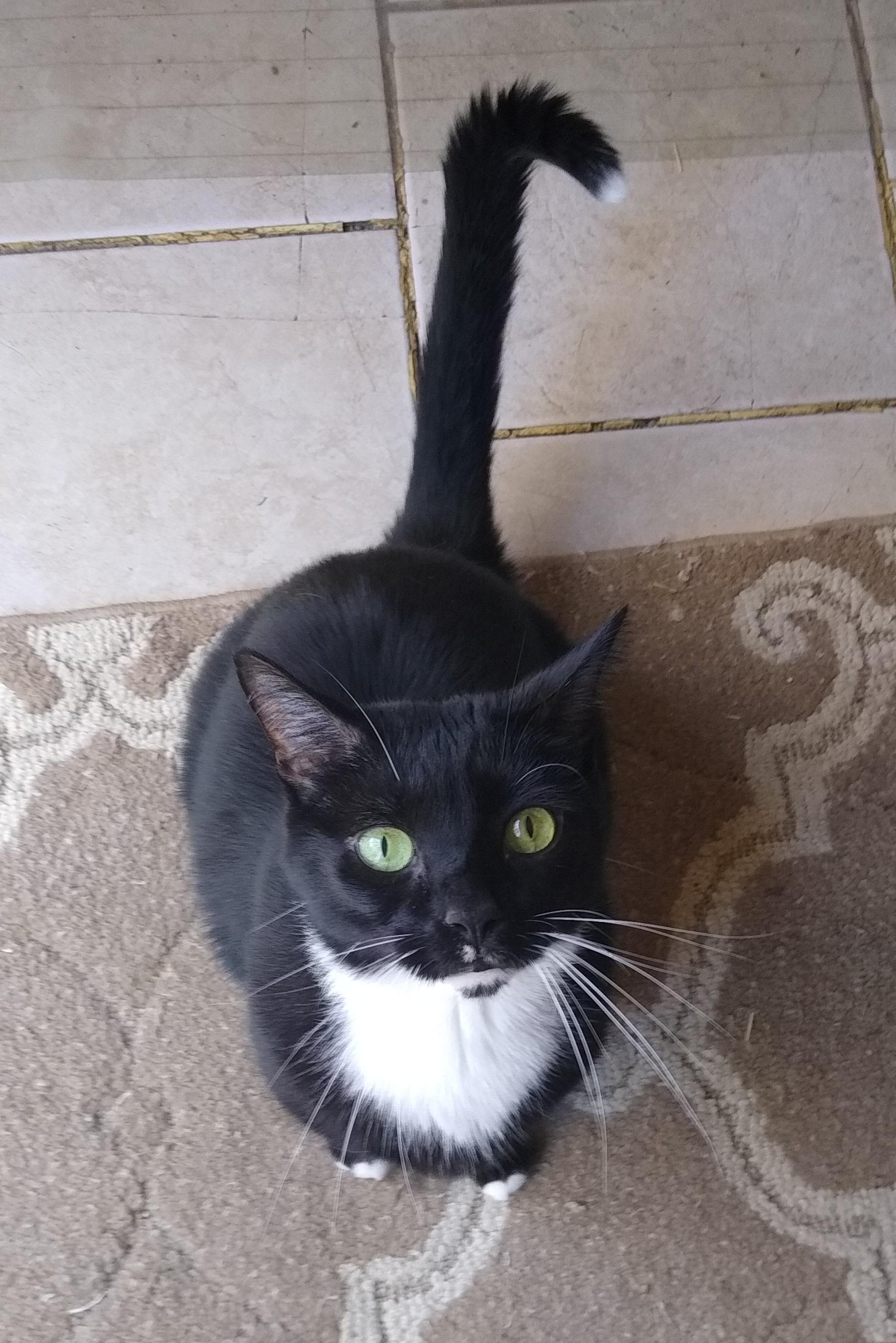 Target - CP, Adoptable, Senior Male Domestic Short Hair.