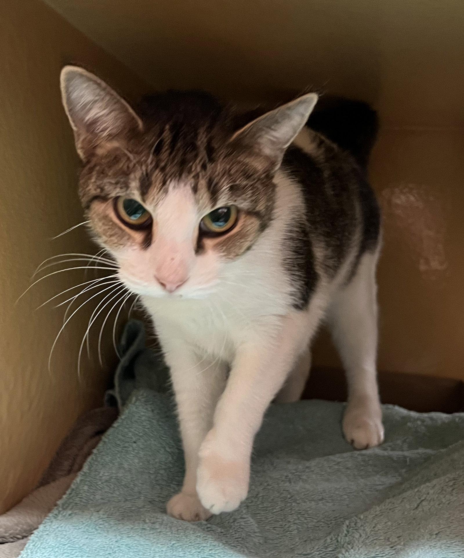 Ducky, a Adoptable Domestic Short Hair in Herndon, VA image 1/3