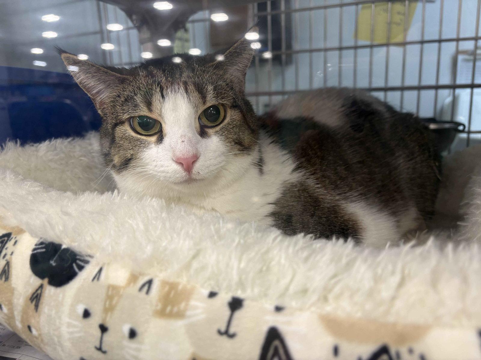 Ducky, a Adoptable Domestic Short Hair in Herndon, VA image 2/3