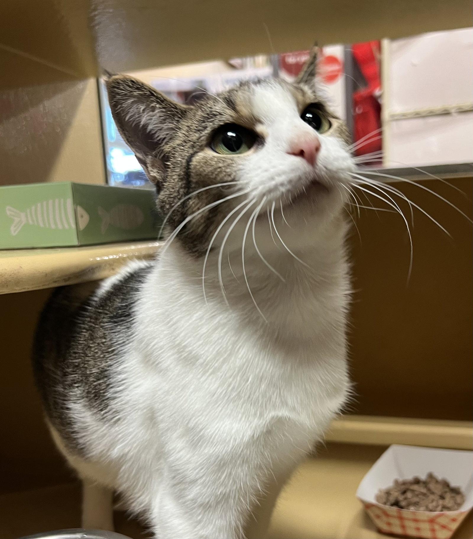 Ducky, a Adoptable Domestic Short Hair in Herndon, VA image 3/3