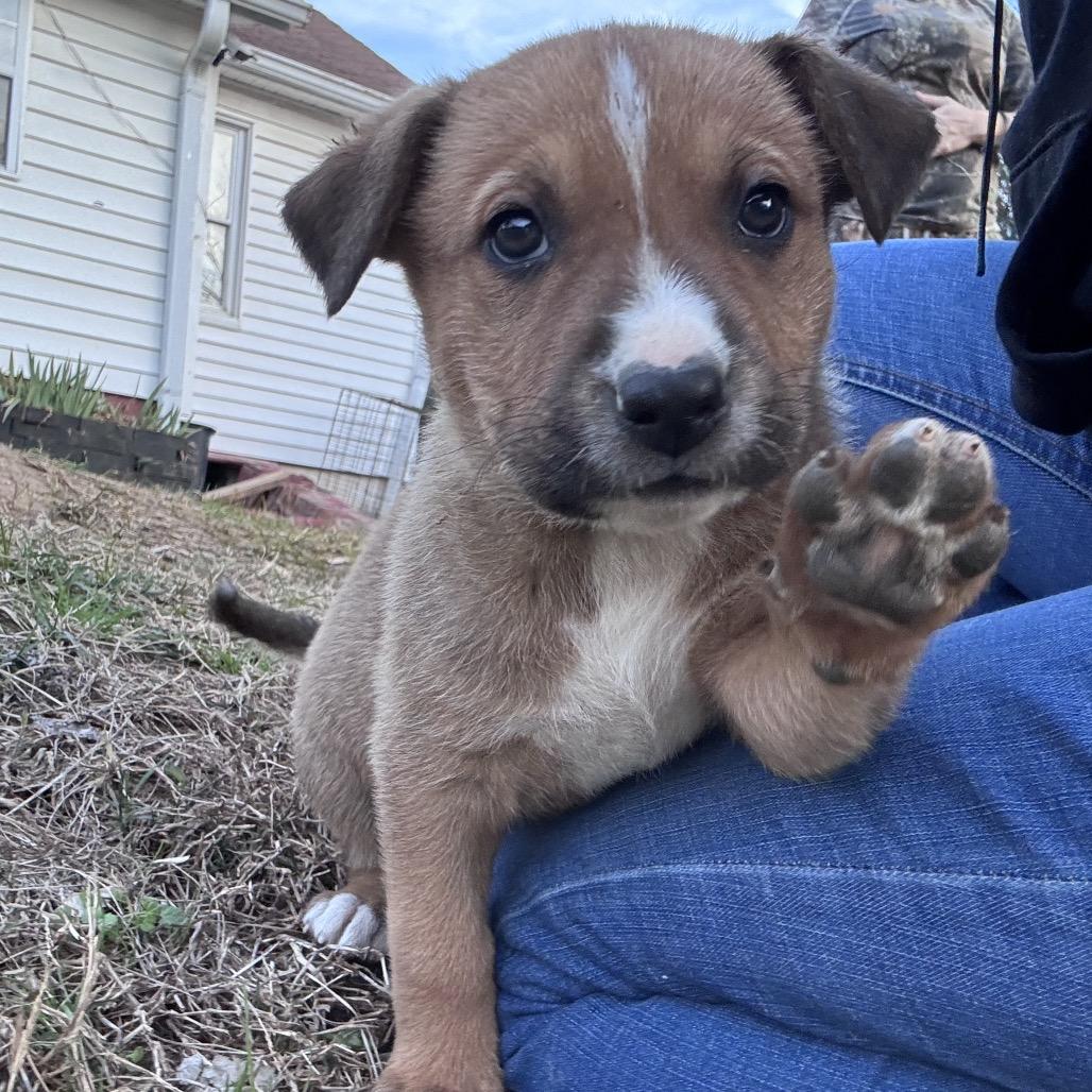 Enlarge Mila, a Adoptable mixed breed in Duck River, TN image 1/3