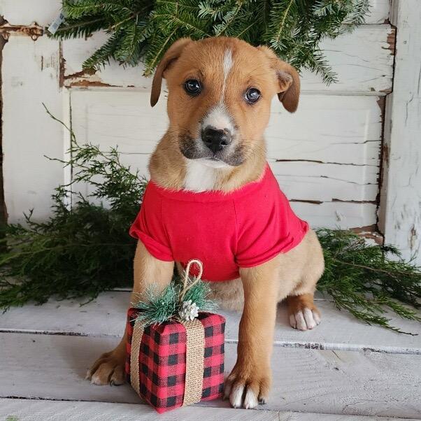 Enlarge Mila, a Adoptable mixed breed in Duck River, TN image 2/3