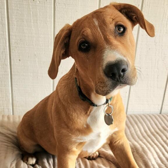 Enlarge Mila, a Adoptable mixed breed in Duck River, TN image 3/3