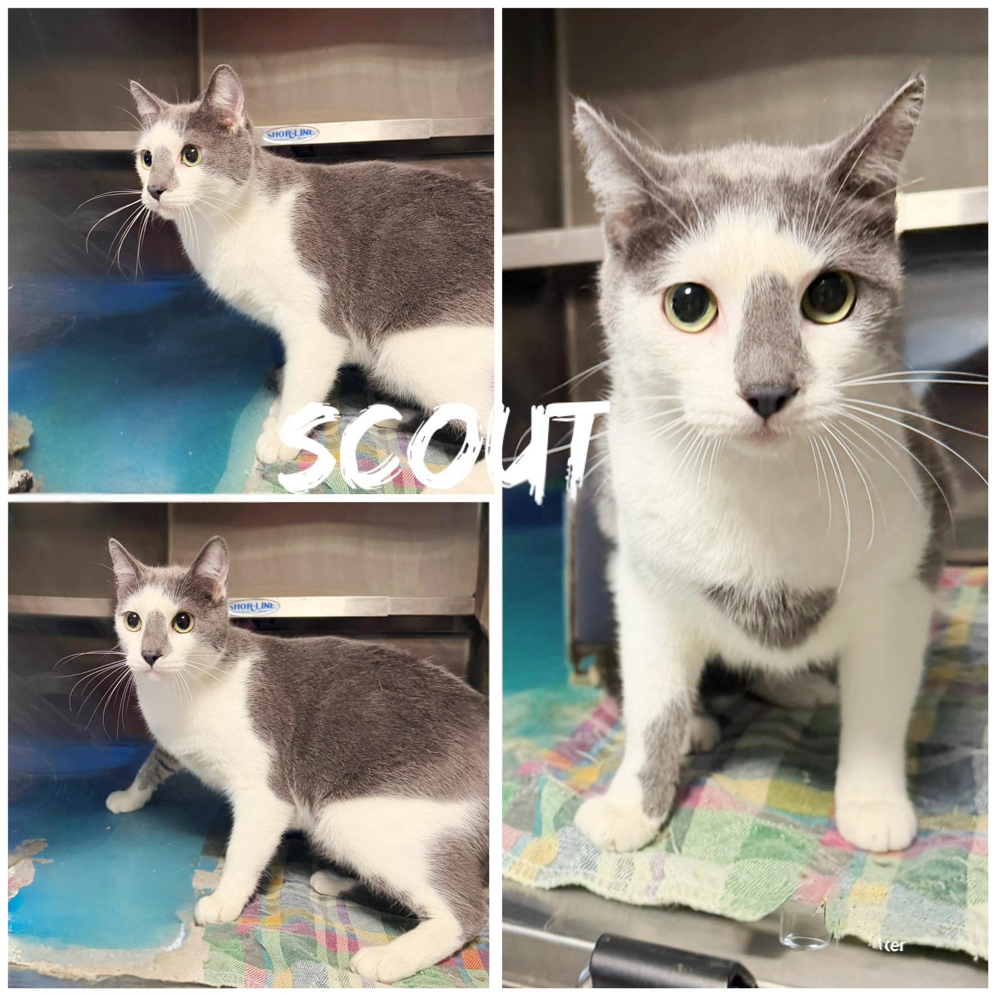 Enlarge Scout, an adopted Domestic Short Hair in Saint James, MO image 1/1